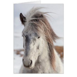 White Icelandic Horse Headshot