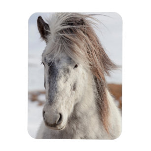 White Icelandic Horse Headshot Magnet