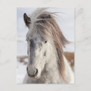 White Icelandic Horse Headshot Postcard