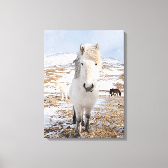 White Icelandic Horse, Iceland Canvas Print (Front)