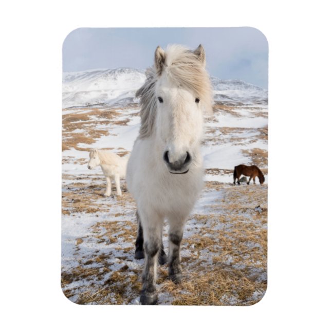 White Icelandic Horse, Iceland Magnet (Vertical)