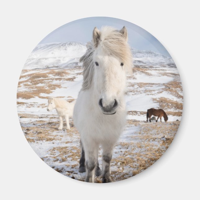 White Icelandic Horse, Iceland Magnet (Front)