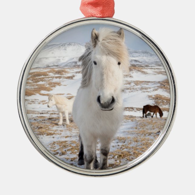 White Icelandic Horse, Iceland Metal Tree Decoration (Front)