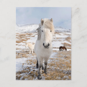 White Icelandic Horse, Iceland Postcard