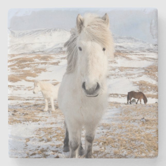 White Icelandic Horse, Iceland Stone Coaster (Front)