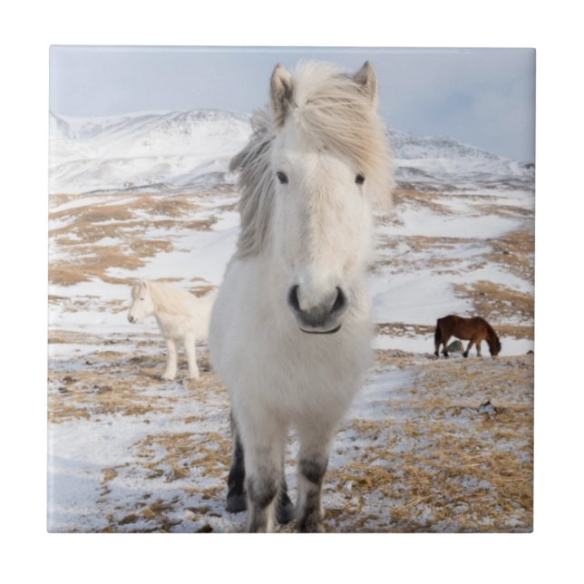 White Icelandic Horse, Iceland Tile (Front)