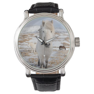 White Icelandic Horse, Iceland Watch