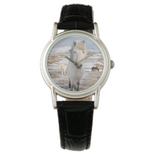 White Icelandic Horse, Iceland Watch