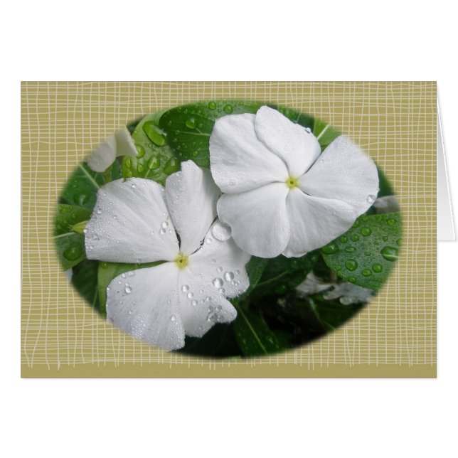 White Impatiens Flowers (Front Horizontal)