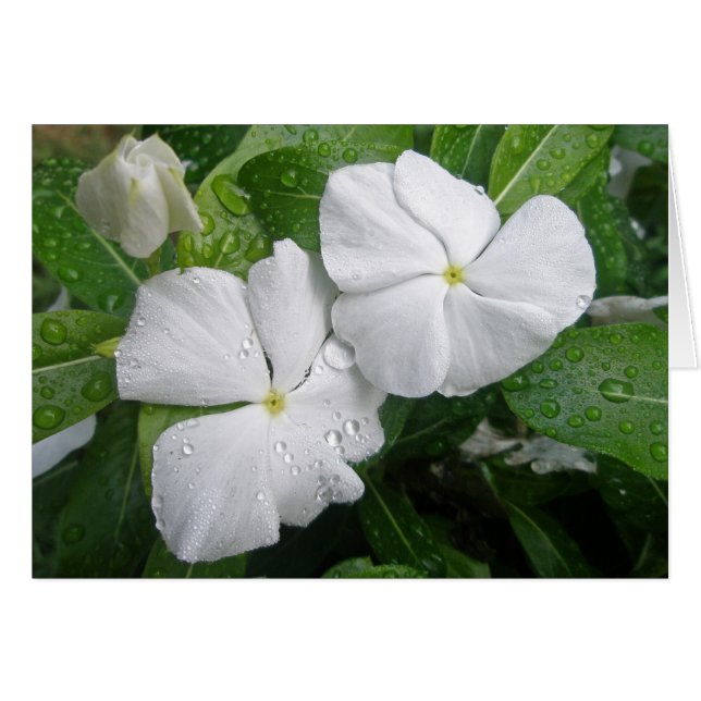 White Impatiens Flowers (Front Horizontal)