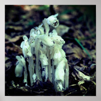 White Indian Pipe Ghost Flower Wildflowers