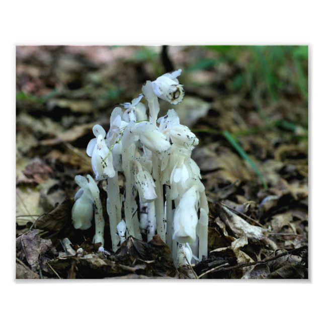 White Indian Pipe Mushroom Flowers Photo Print (Front)