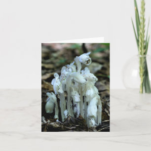 White Indian Pipe Wildflowers Nature Note Card