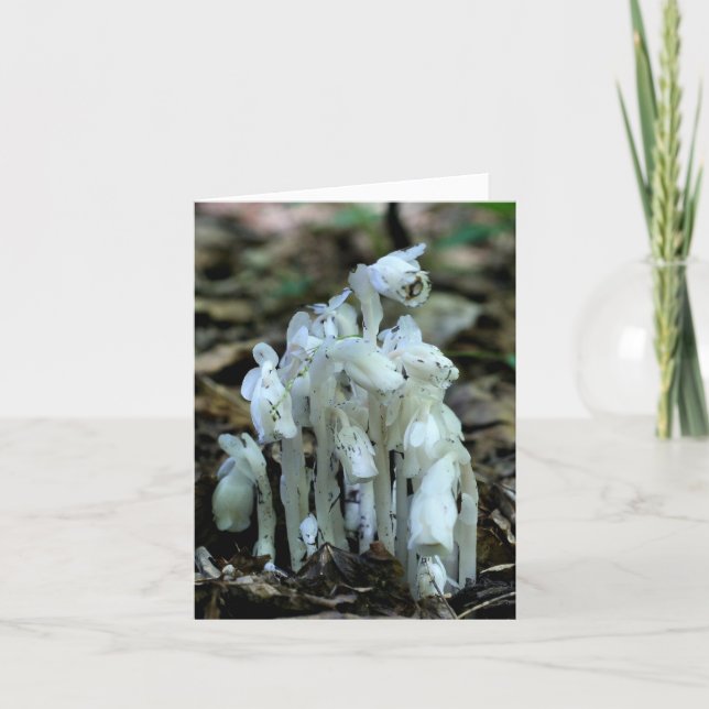 White Indian Pipe Wildflowers Nature  Note Card (Front)
