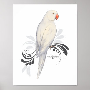 White Indian Ringneck Parrot Poster