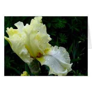 White Iris