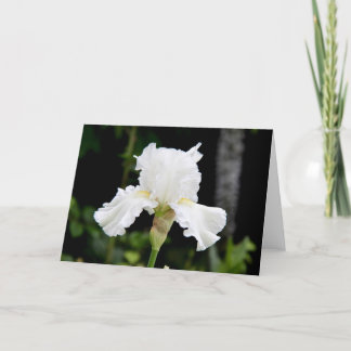 White Iris Flower Greeting Card (Blank Inside)