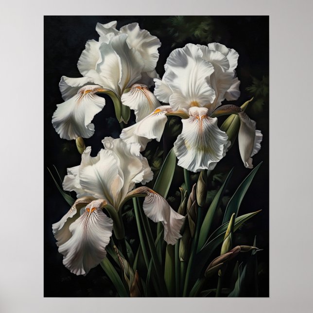 White Iris Flowers Art Print Poster (Front)