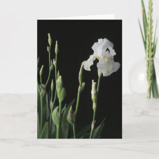 White Iris In Dark Of Night Card