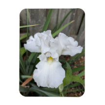 White Iris