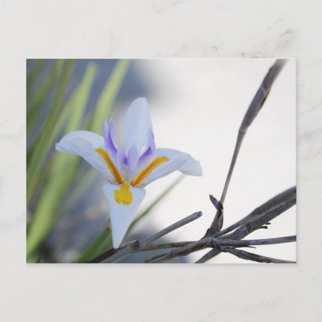 White Iris Postcard (Front)