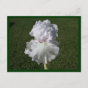 White Iris Postcard