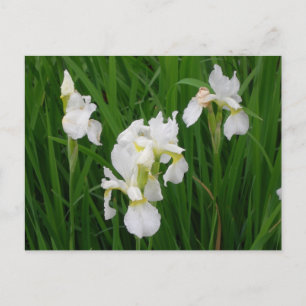 white iris postcard