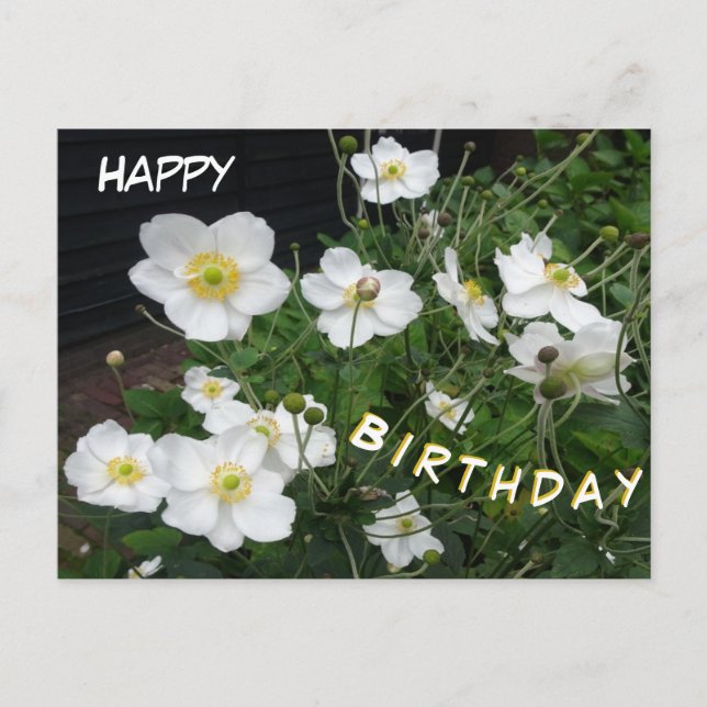 White Japanese Anemones Birthday Postcard (Front)
