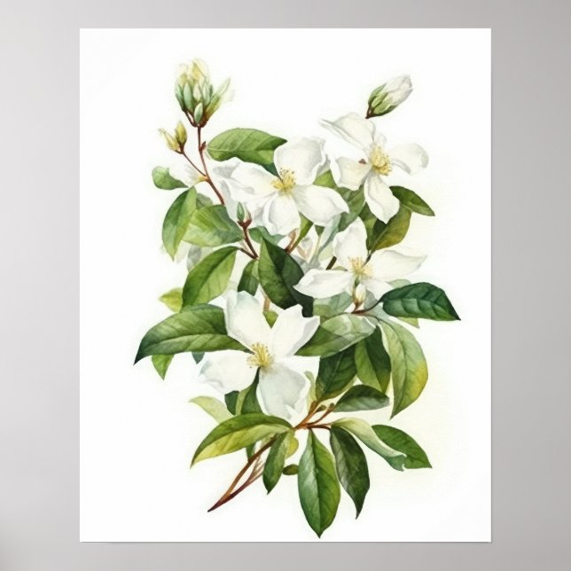 White Jasmine Flowers Art Print Poster (Front)