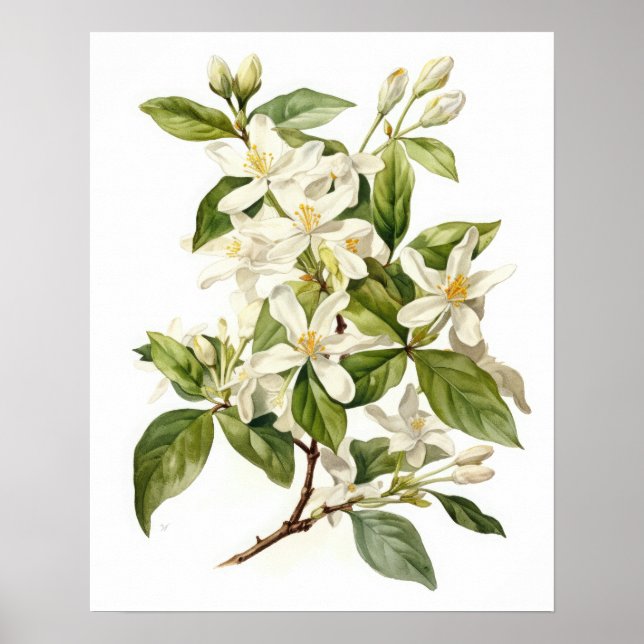 White Jasmine Flowers Art Print Poster (Front)