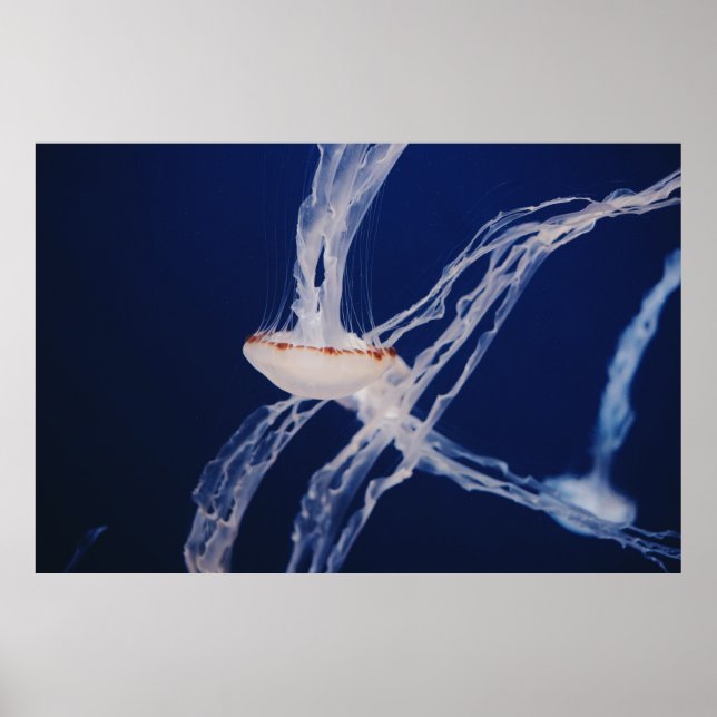 WHITE JELLY FISH POSTER (Front)