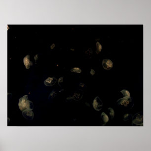 White Jellyfish Poster