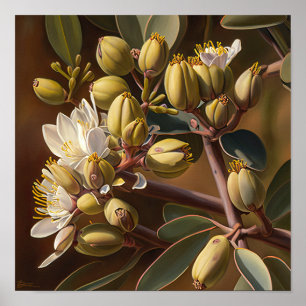 White Jojoba Flowers Art Print Poster