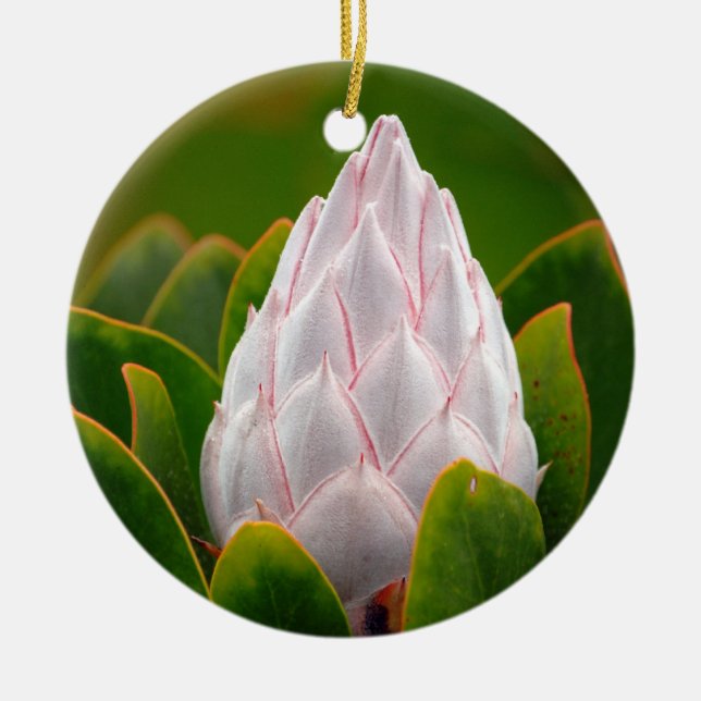 White King Protea Blossom, Christmas Ornament (Front)