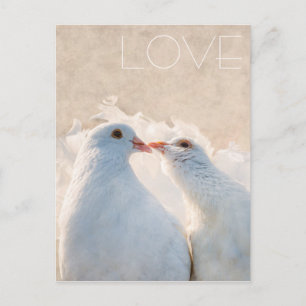 White Kissing Doves - Love customisable Postcard