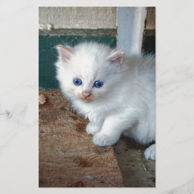 White Kitten (Front)
