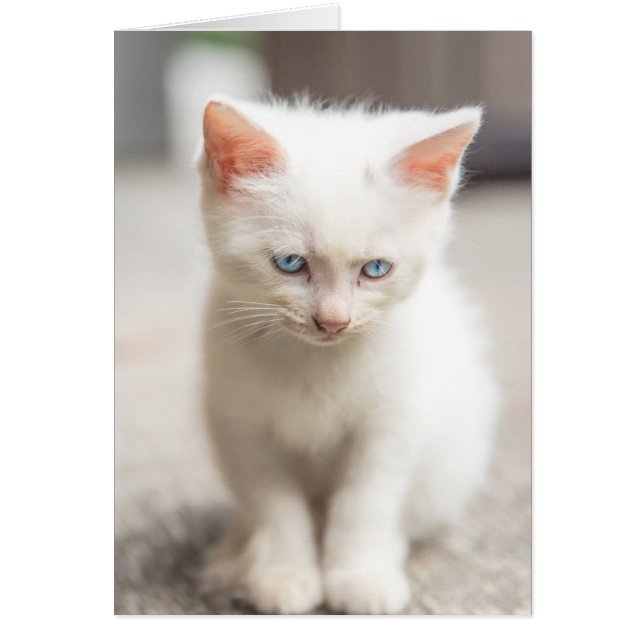 White Kitten (Front)