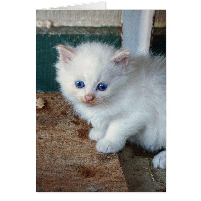 White Kitten (Front)