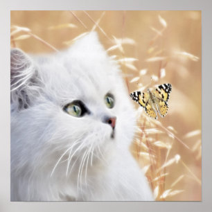 White kitten and butterfly poster