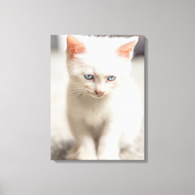 White Kitten Canvas Print (Front)