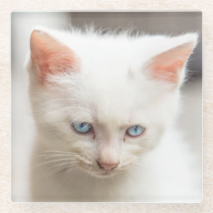 White Kitten Glass Coaster