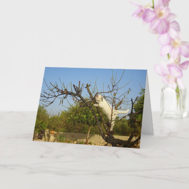 White Kitten in Almond Tree Card (Orchid)