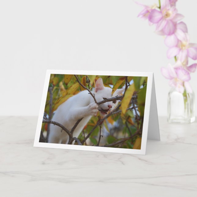 White Kitten in Persimmon Tree Card (Orchid)