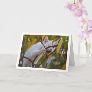 White Kitten in Persimmon Tree Card