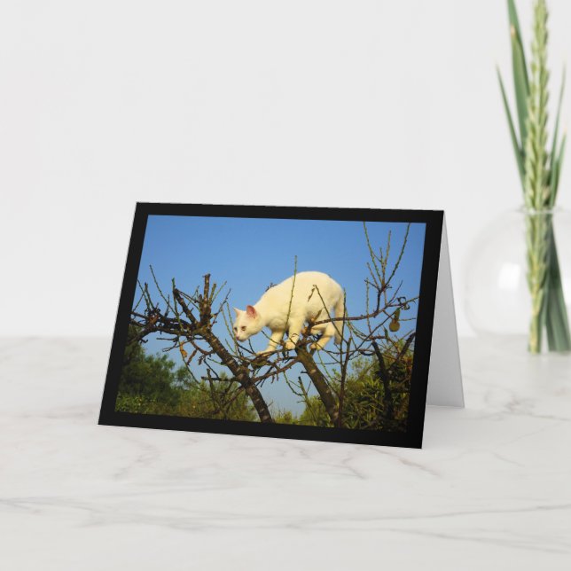 White Kitten on Almond Tree Card (Front)