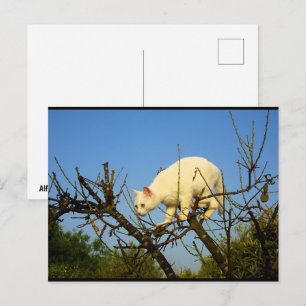 White Kitten on Almond Tree Postcard