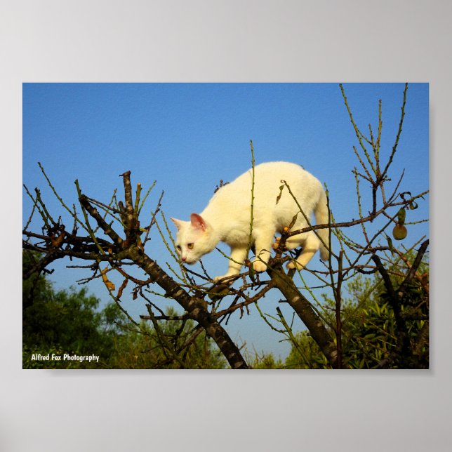 White Kitten on Almond Tree Poster (Front)