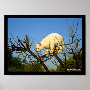 White Kitten on Almond Tree Poster