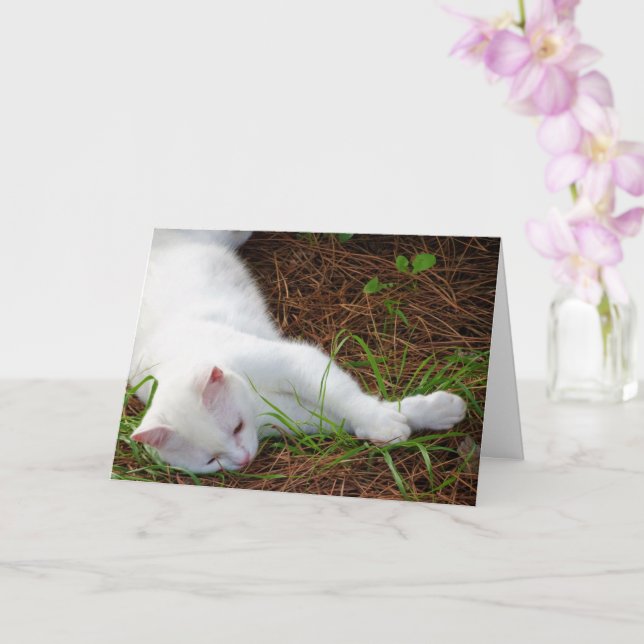 White Kitten on Pine Needles Card (Orchid)