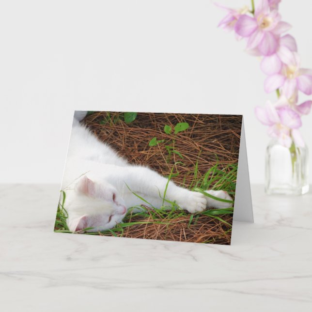 White Kitten on Pine Needles Card (Orchid)